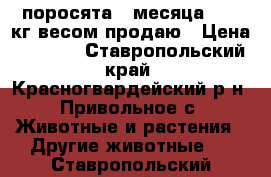 поросята 2 месяца 23-24кг весом продаю › Цена ­ 3 000 - Ставропольский край, Красногвардейский р-н, Привольное с. Животные и растения » Другие животные   . Ставропольский край